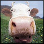 Avatar du membre