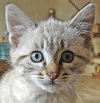 Avatar du membre